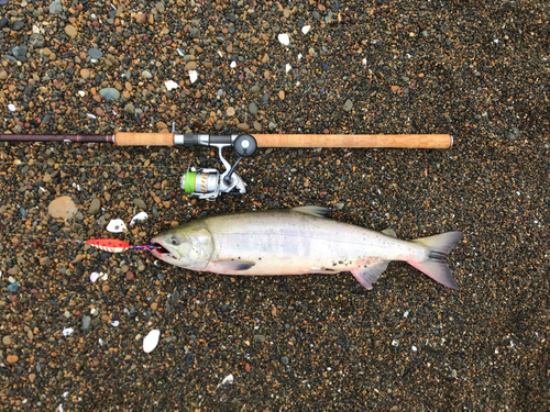 アキアジの釣果