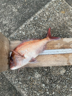 マダイの釣果