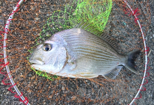 ヘダイの釣果