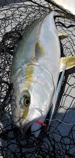 ヒラマサの釣果