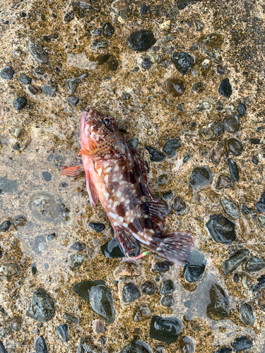 カサゴの釣果