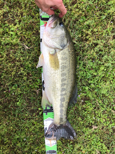 ラージマウスバスの釣果