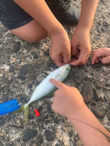 ワカシの釣果