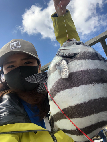 イシダイの釣果