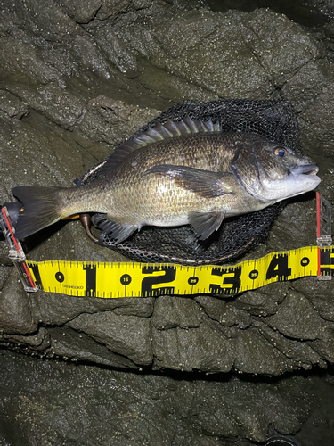 クロダイの釣果