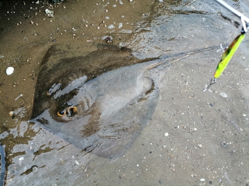 アカエイの釣果