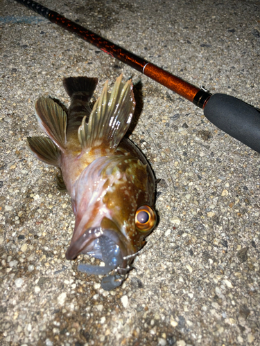 カサゴの釣果