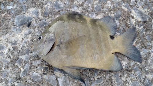 シマスズメダイの釣果