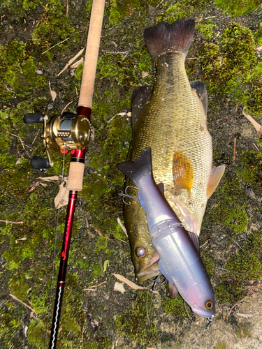 ブラックバスの釣果