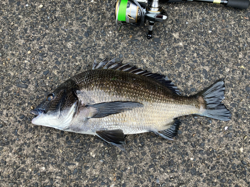 チヌの釣果