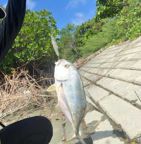 ロウニンアジの釣果