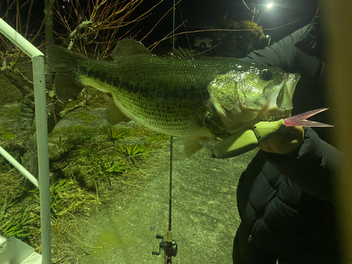 ブラックバスの釣果