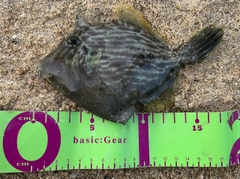 カワハギの釣果