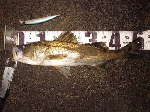 シーバスの釣果