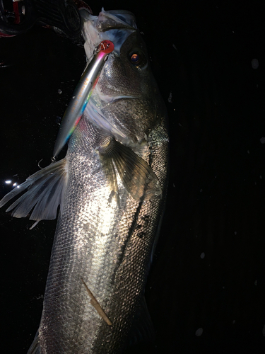 スズキの釣果