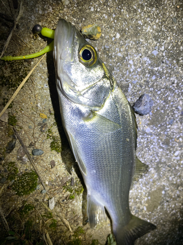 セイゴ（マルスズキ）の釣果