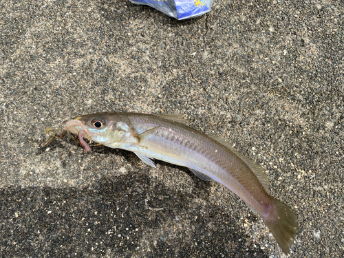 シロギスの釣果