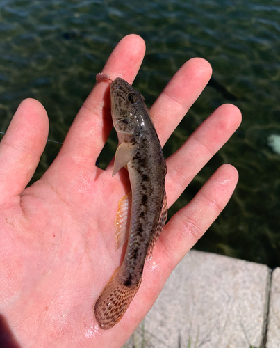 マハゼの釣果