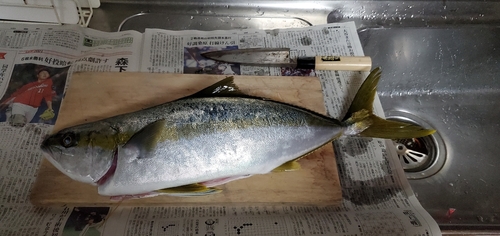 ヒラマサの釣果