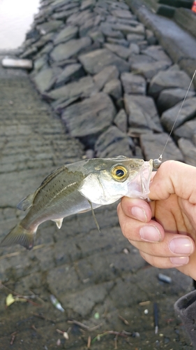 セイゴ（タイリクスズキ）の釣果