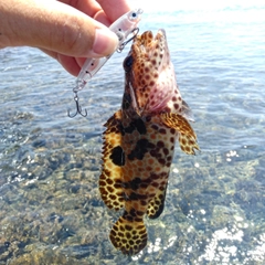 カンモンハタの釣果