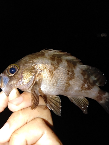 アカメバルの釣果