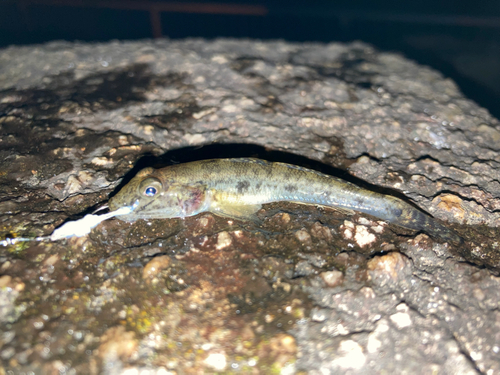 マハゼの釣果