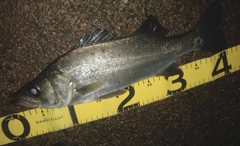 セイゴ（ヒラスズキ）の釣果