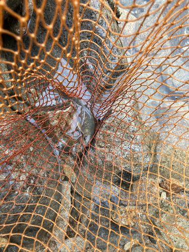 イワナの釣果