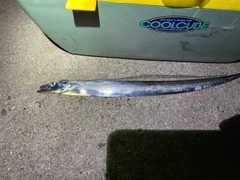 タチウオの釣果