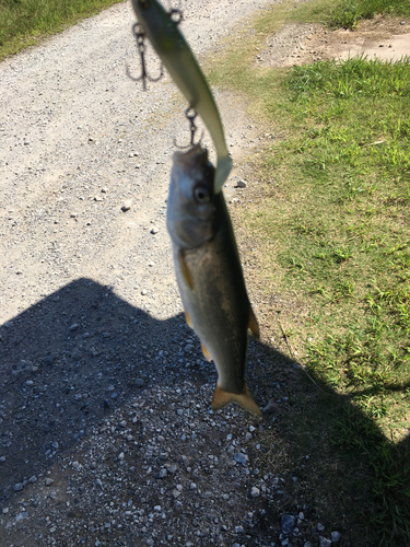 ウグイの釣果