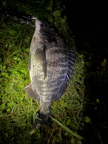 チヌの釣果