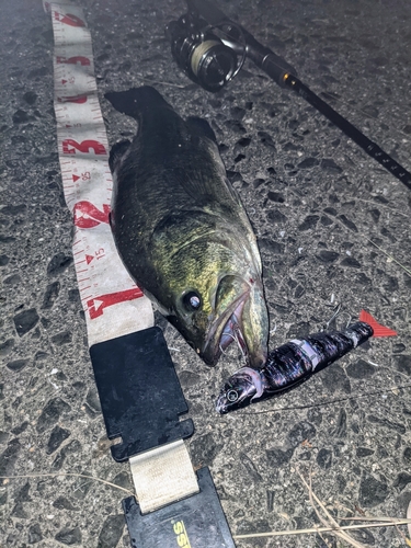 ブラックバスの釣果