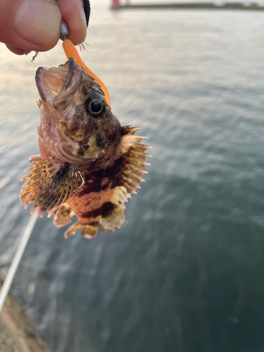 タケノコメバルの釣果