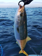 イナダの釣果