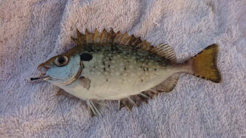 アイゴの釣果