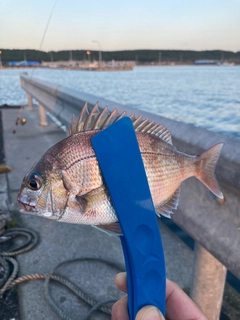 タイの釣果