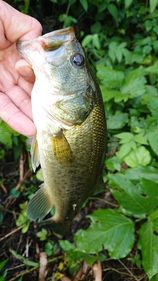 ブラックバスの釣果