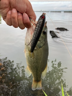 ラージマウスバスの釣果