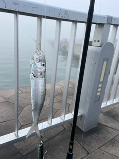 イワシの釣果