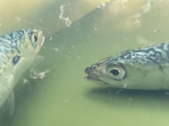 サバの釣果