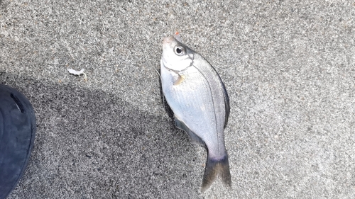 ウミタナゴの釣果