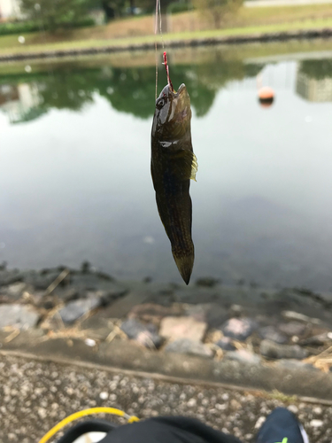 マハゼの釣果