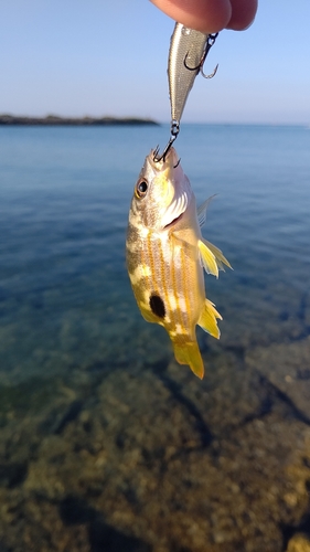 ニセクロホシフエダイの釣果