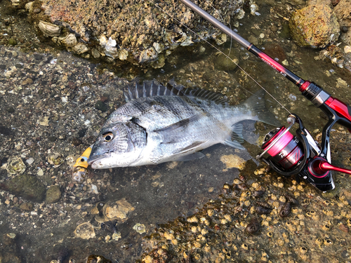 チヌの釣果