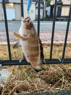 オオモンハタの釣果