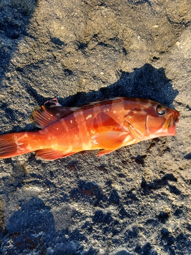 アカハタの釣果