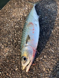 サバの釣果