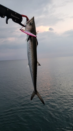 サゴシの釣果