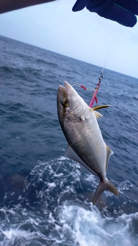 ネリゴの釣果